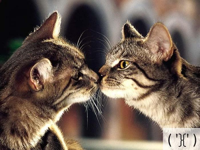 Котосмайлики (23 фото)