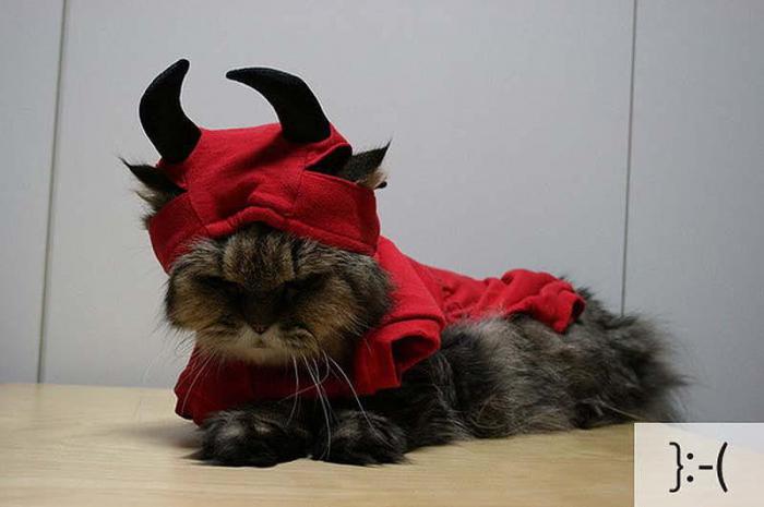 Котосмайлики (23 фото)