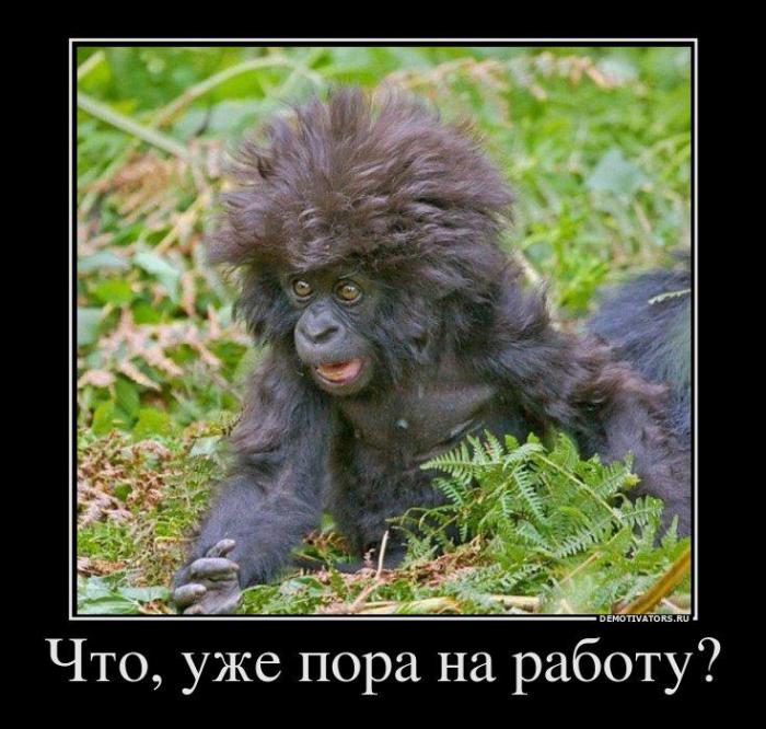 Демотиваторы (71 фото)