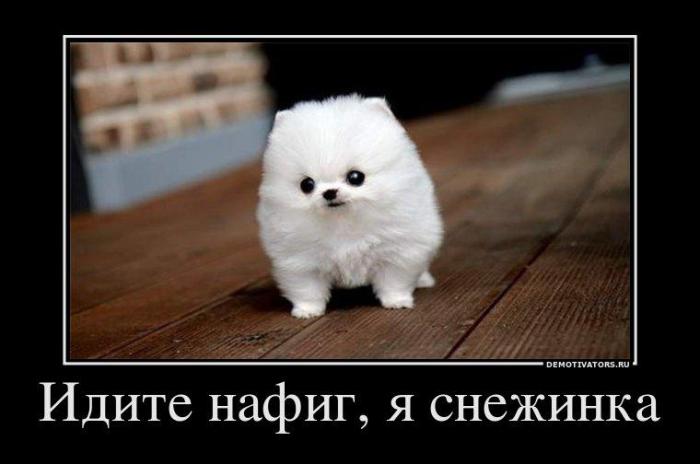 Демотиваторы (71 фото)