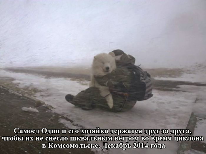 Порция картинок