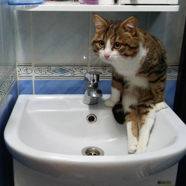 Коты, которые забыли, как нужно правильно сидеть