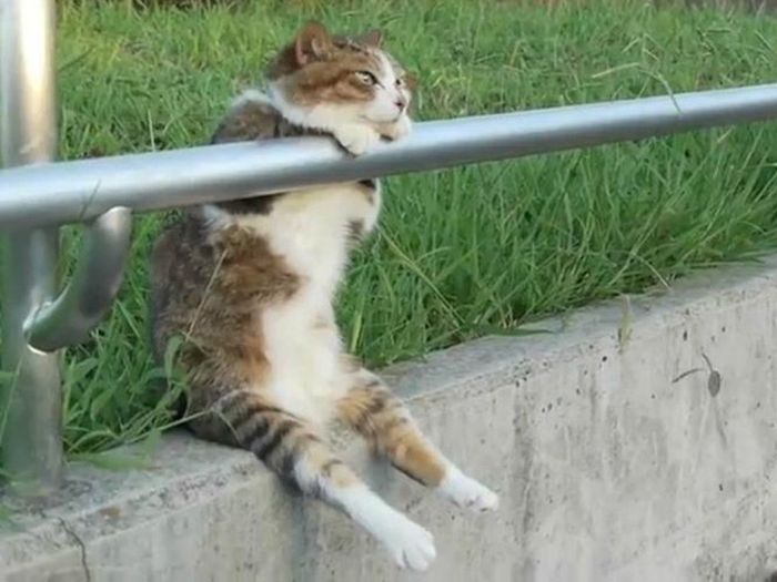 Коты, которые забыли, как нужно правильно сидеть