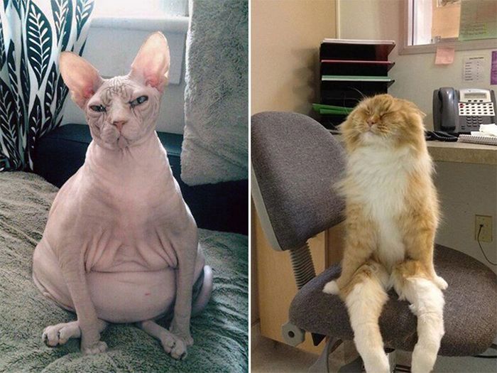 Коты, которые забыли, как нужно правильно сидеть