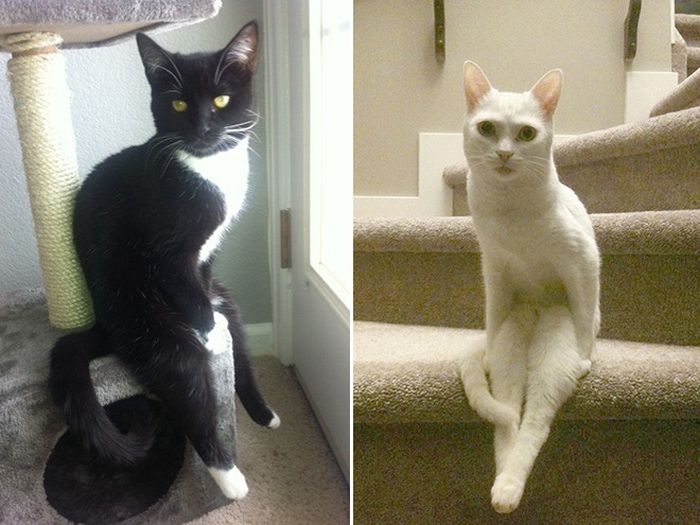Коты, которые забыли, как нужно правильно сидеть