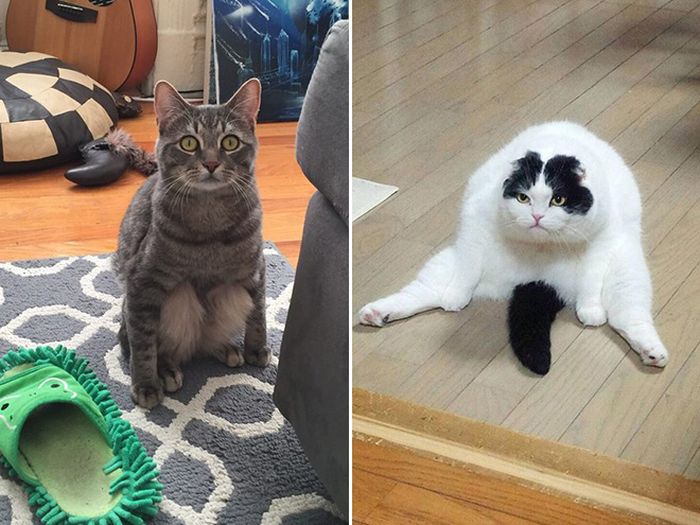 Коты, которые забыли, как нужно правильно сидеть