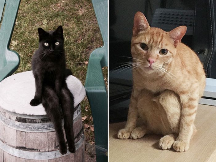 Коты, которые забыли, как нужно правильно сидеть