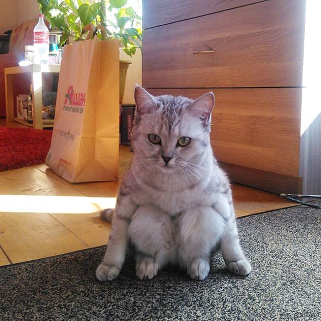 Коты, которые забыли, как нужно правильно сидеть