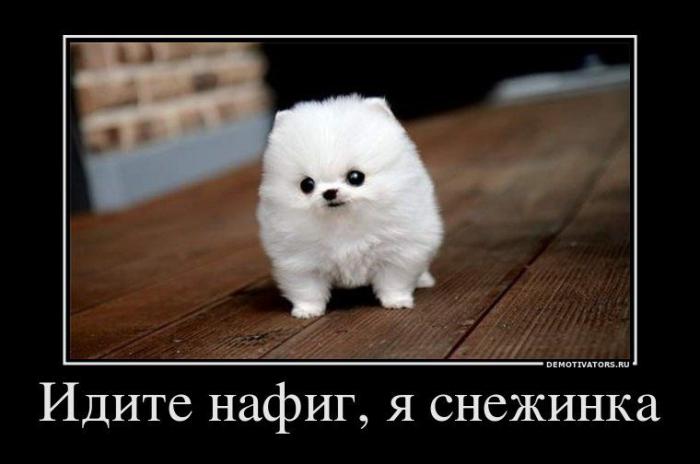Демотиваторы