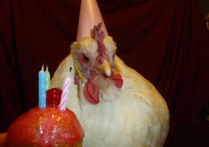 Прикольные картинки