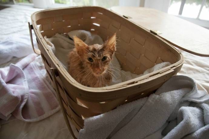 Спасение котенка