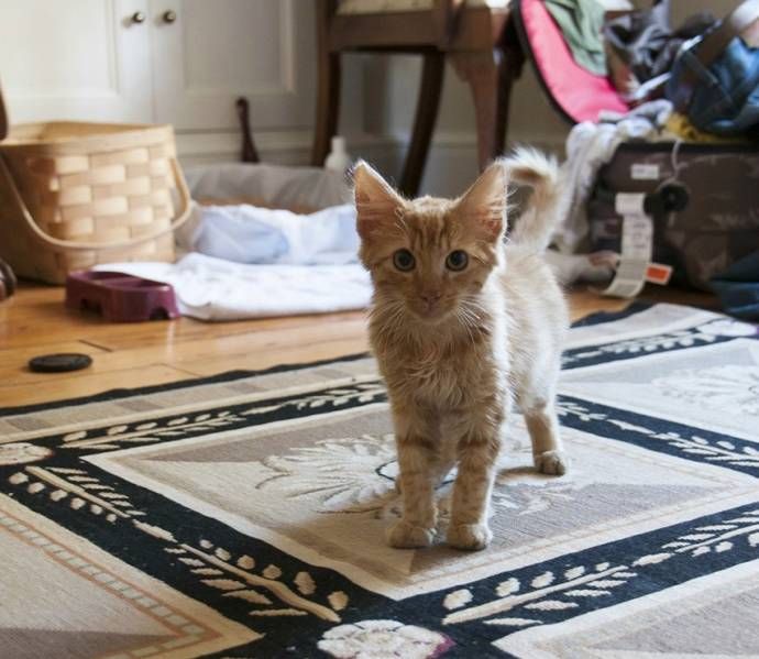 Спасение котенка