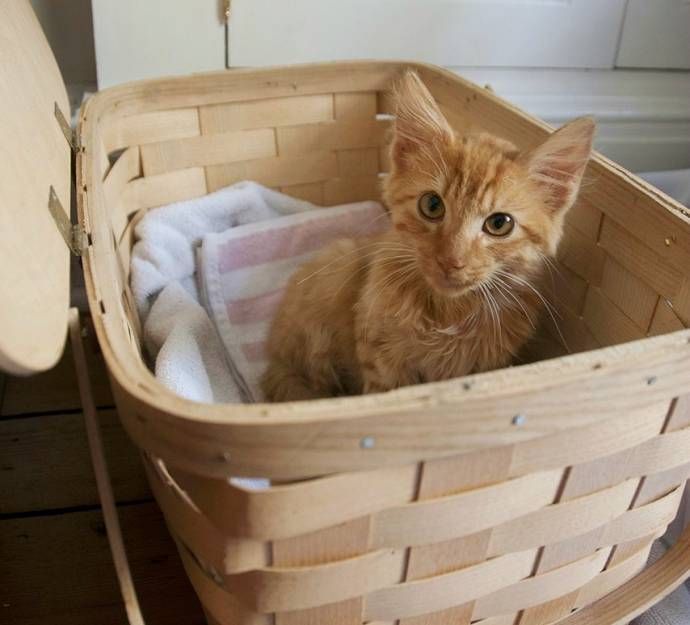 Спасение котенка