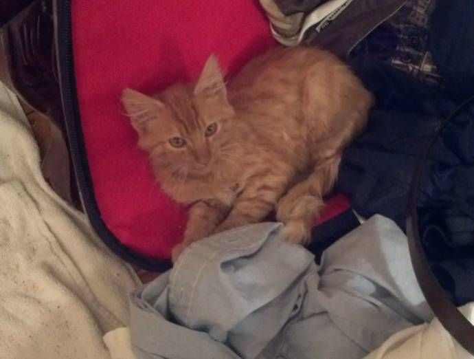 Спасение котенка