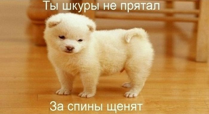 "Комбат, батяня, котяня, вомбат!" (5 картинок)