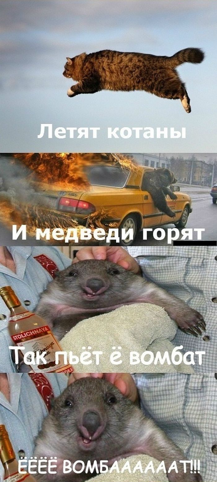 "Комбат, батяня, котяня, вомбат!" (5 картинок)
