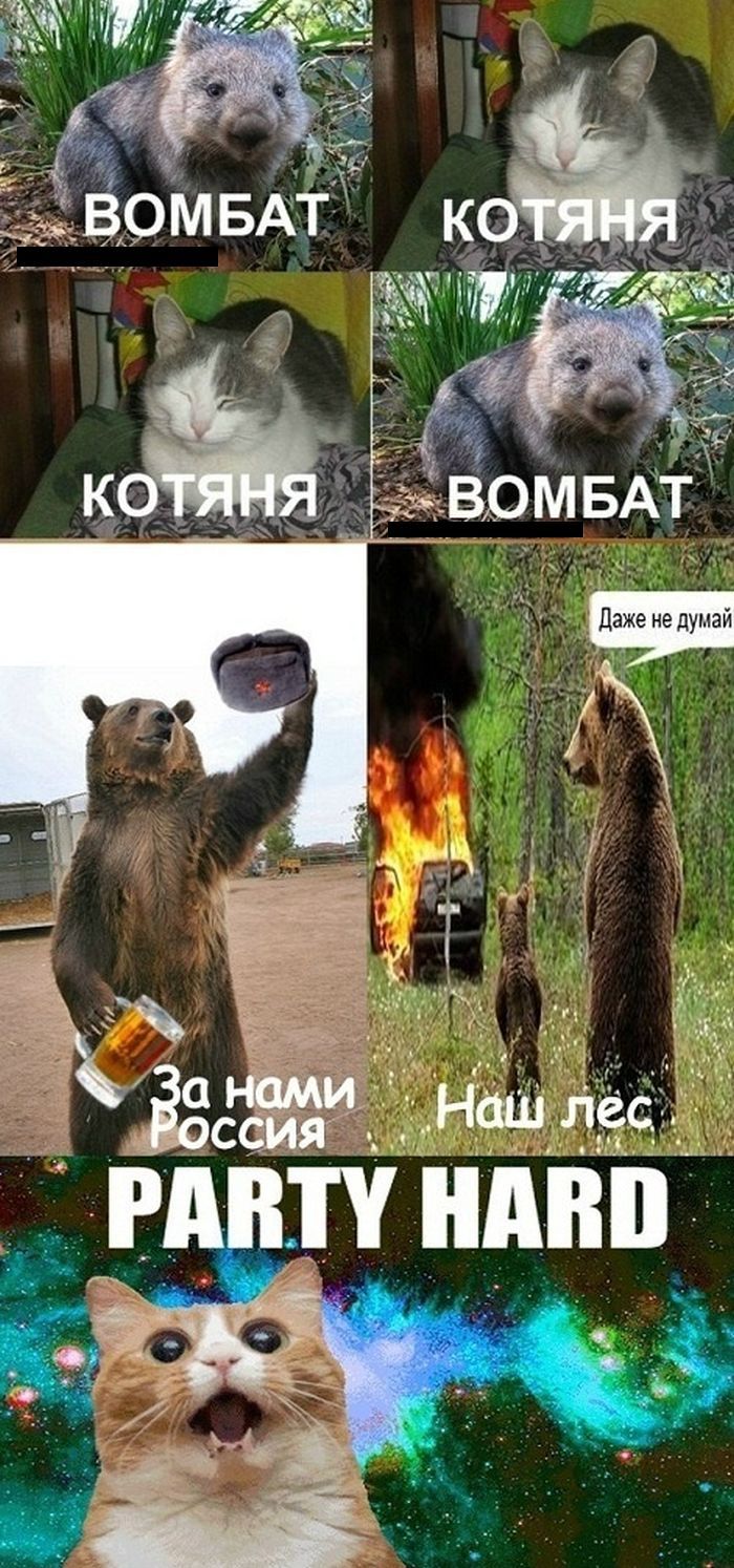 "Комбат, батяня, котяня, вомбат!" (5 картинок)