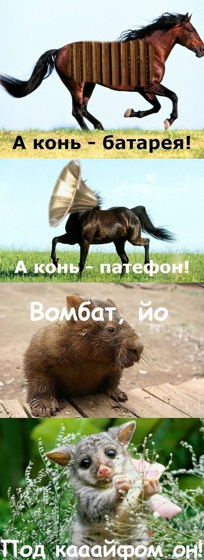 "Комбат, батяня, котяня, вомбат!" (5 картинок)
