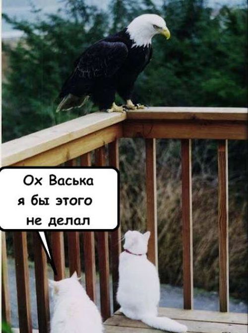 Порция картинок