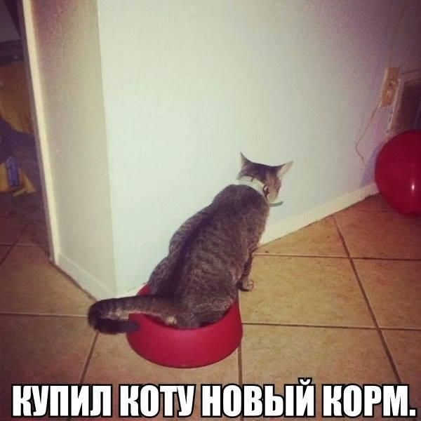 Порция картинок