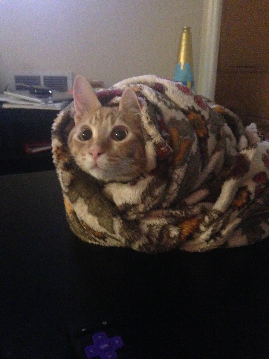 Симпатичные и забавные животные