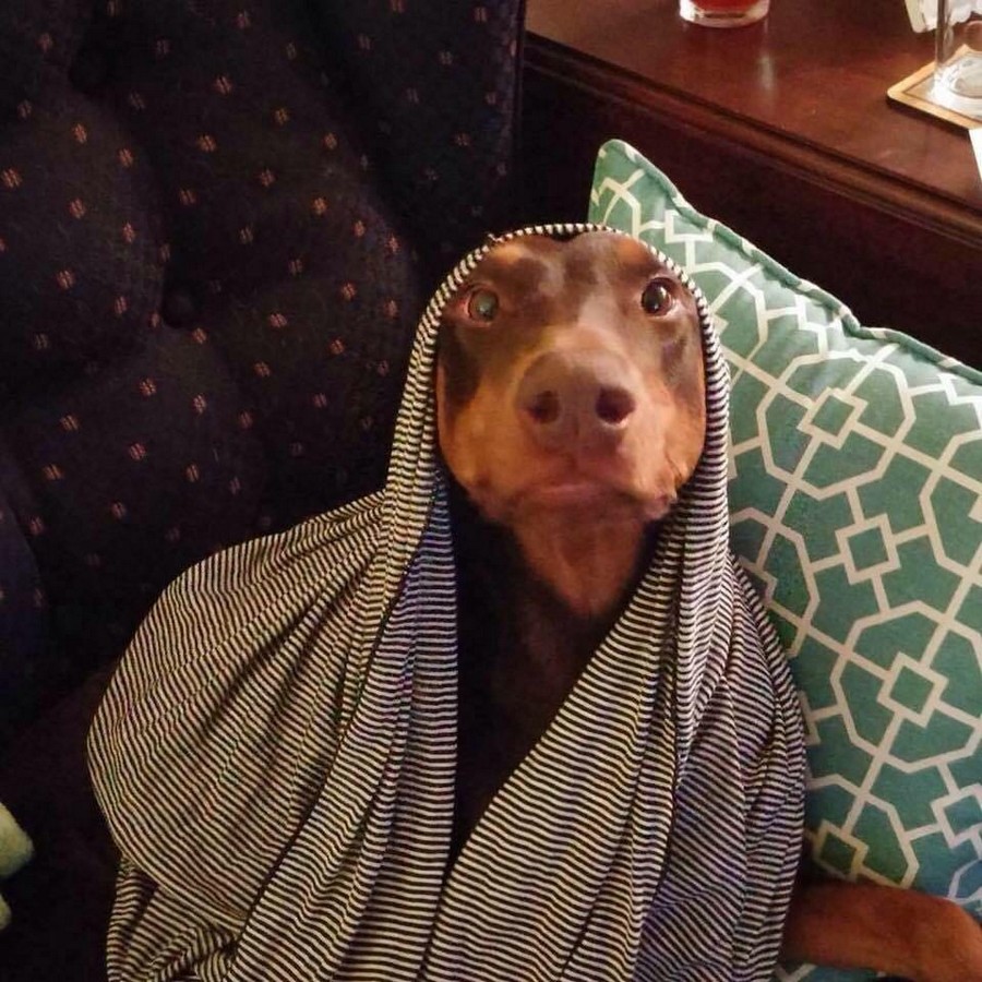 Симпатичные и забавные животные