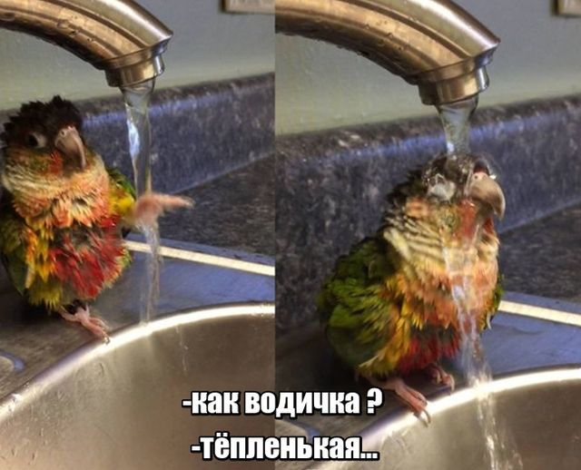 Прикольные картинки