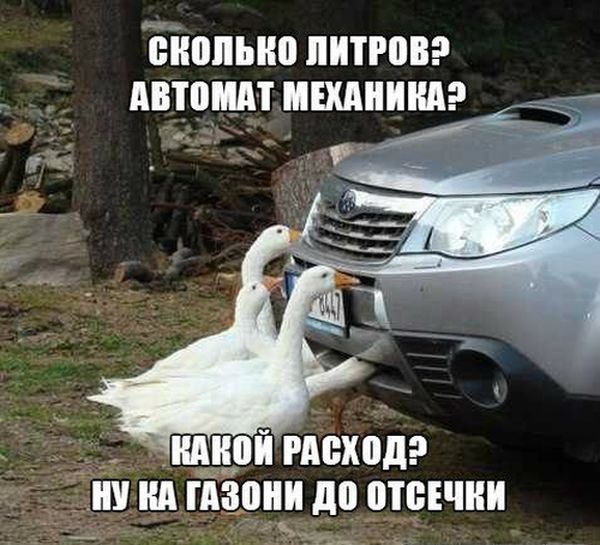 Прикольные картинки