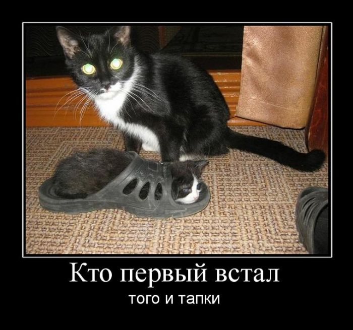 Демотиваторы