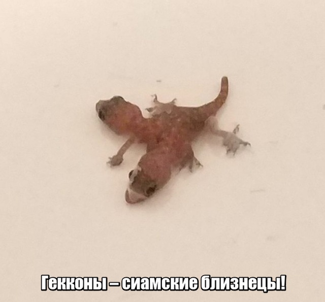Мир никогда не прекратит удивлять нас