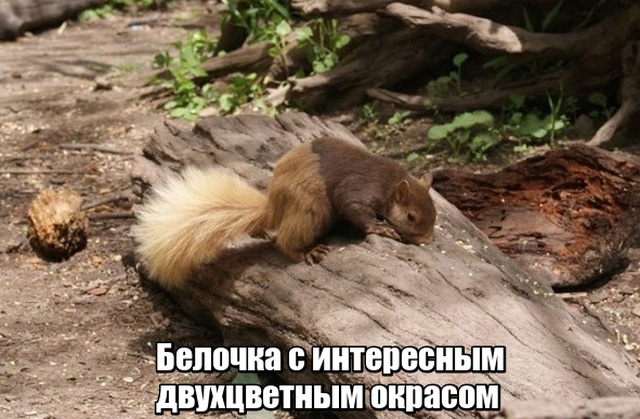 Мир никогда не прекратит удивлять нас