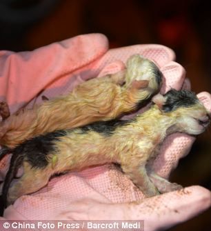 История про спасение кошек