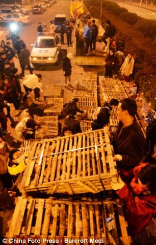 История про спасение кошек