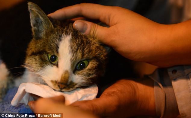 История про спасение кошек