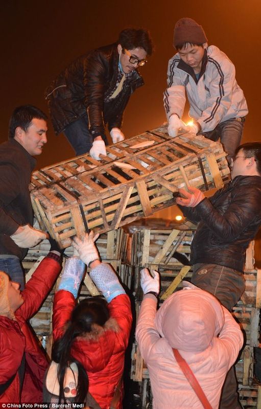 История про спасение кошек