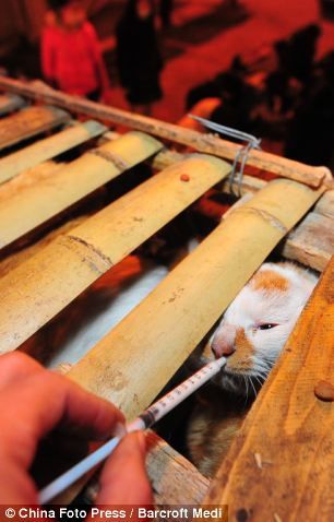 История про спасение кошек