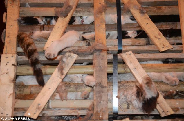 История про спасение кошек