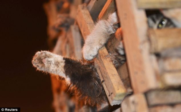 История про спасение кошек