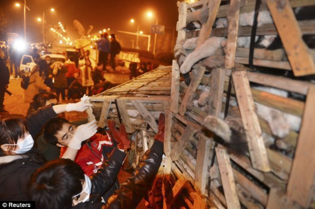 История про спасение кошек