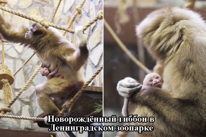 Порция картинок