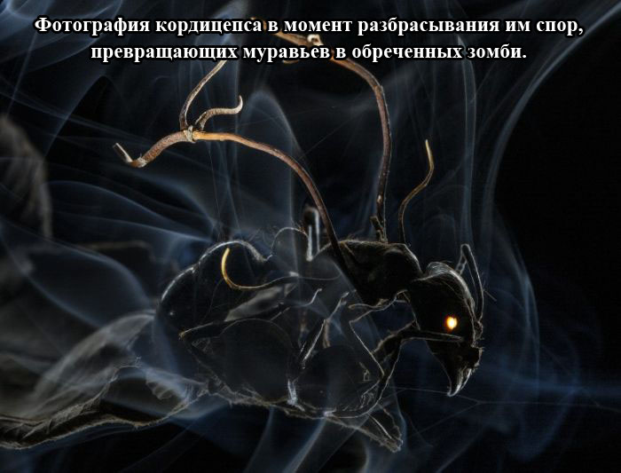 Порция картинок