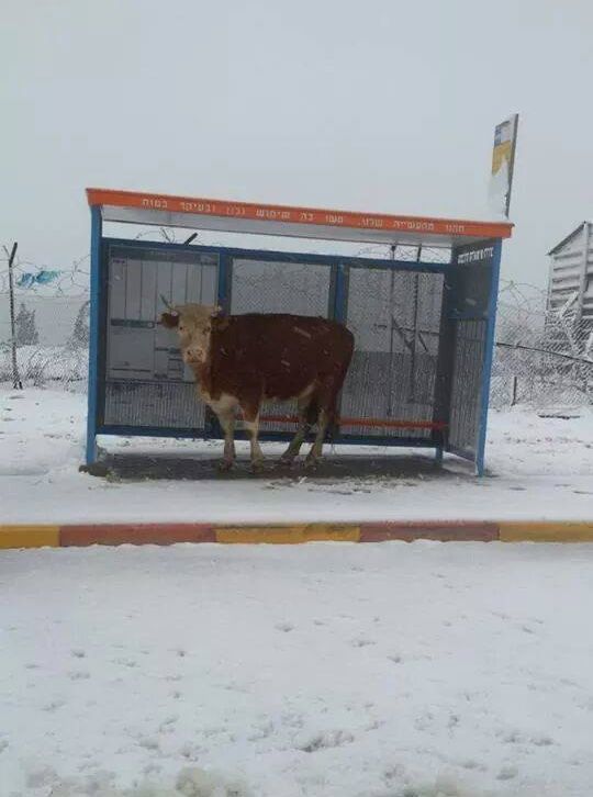Порция картинок