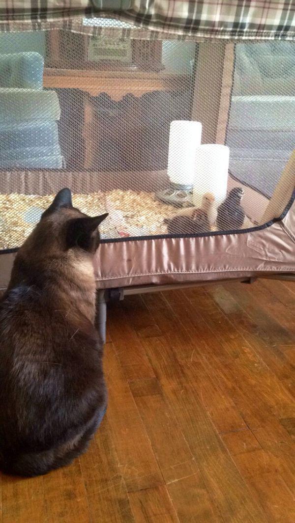 Симпатичные и забавные котики