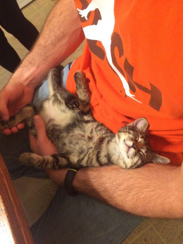 Симпатичные и забавные котики