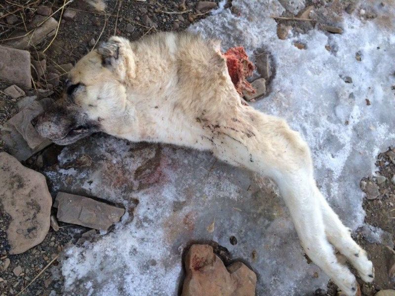 Дагестанцы поймали одного из волков, растерзавших собак