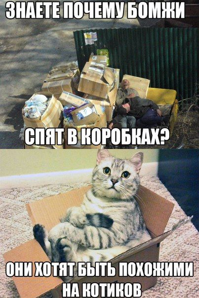 Порция картинок