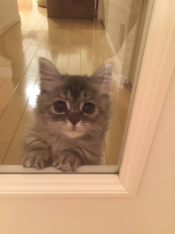 Забавные и симпатичные котики