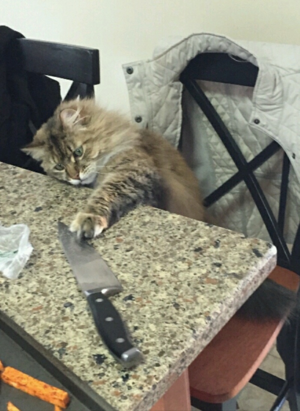 Забавные и симпатичные котики
