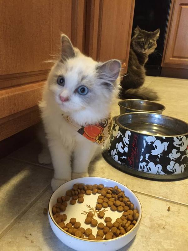 Забавные и симпатичные котики