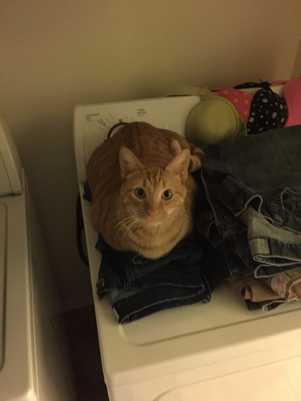 Забавные и симпатичные котики